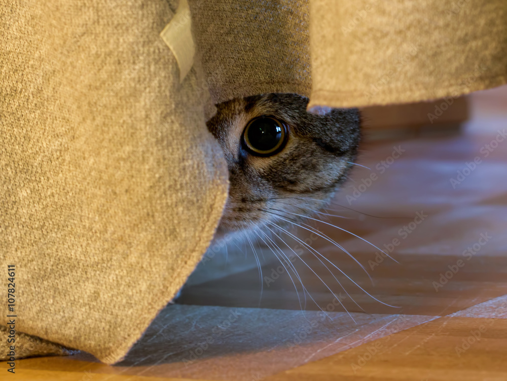 Fototapeta premium Katze versteckt sich