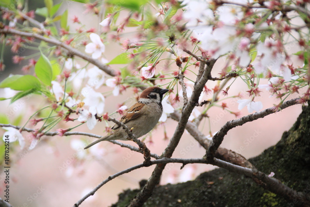 桜に留まる雀 桜に留まる雀