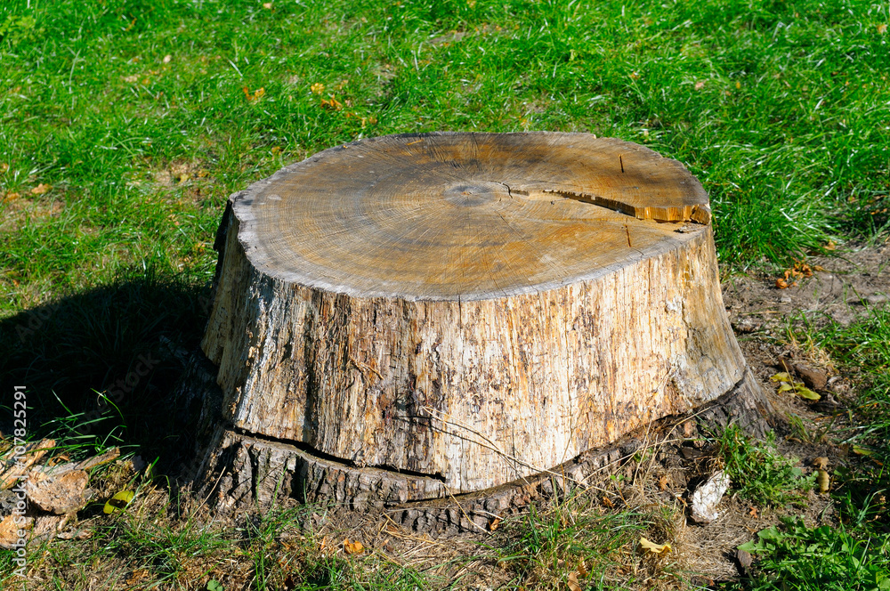 old tree stump in the summer park