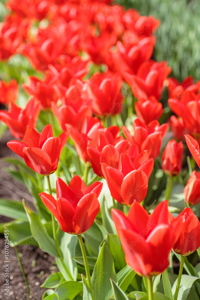 Fototapeta premium Group of red tulips in the park. Spring landscape.