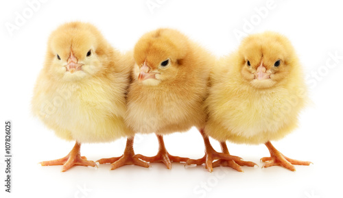 Three yellow chickens. © olhastock