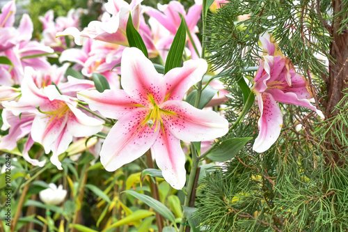 lily flower close up background