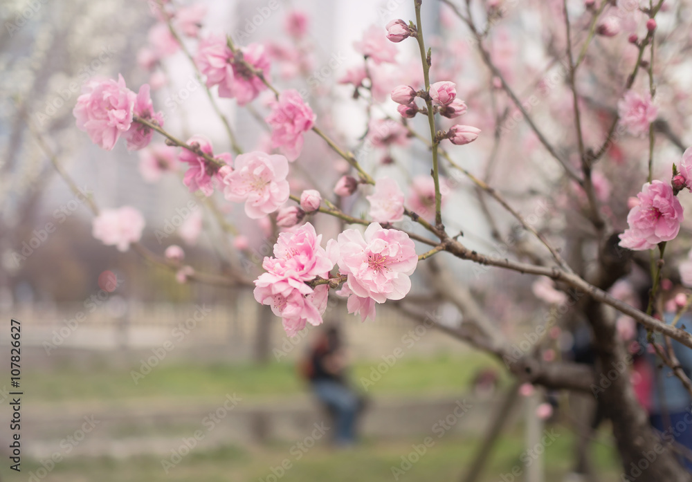 Beautiful blossom sakura flower in springtime, Japan ( Soft and Vintage tone color ) Beautiful blossom sakura flower in springtime, Japan ( Soft and Vintage tone color )