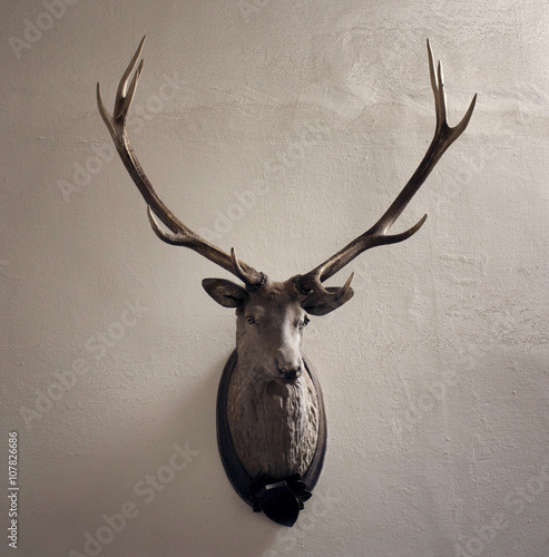 Mounted head of deer. Stuffed stag with monumental antlers. Hunting antique trophy. Taxidermy of deer´s head hung on white wall.  photo