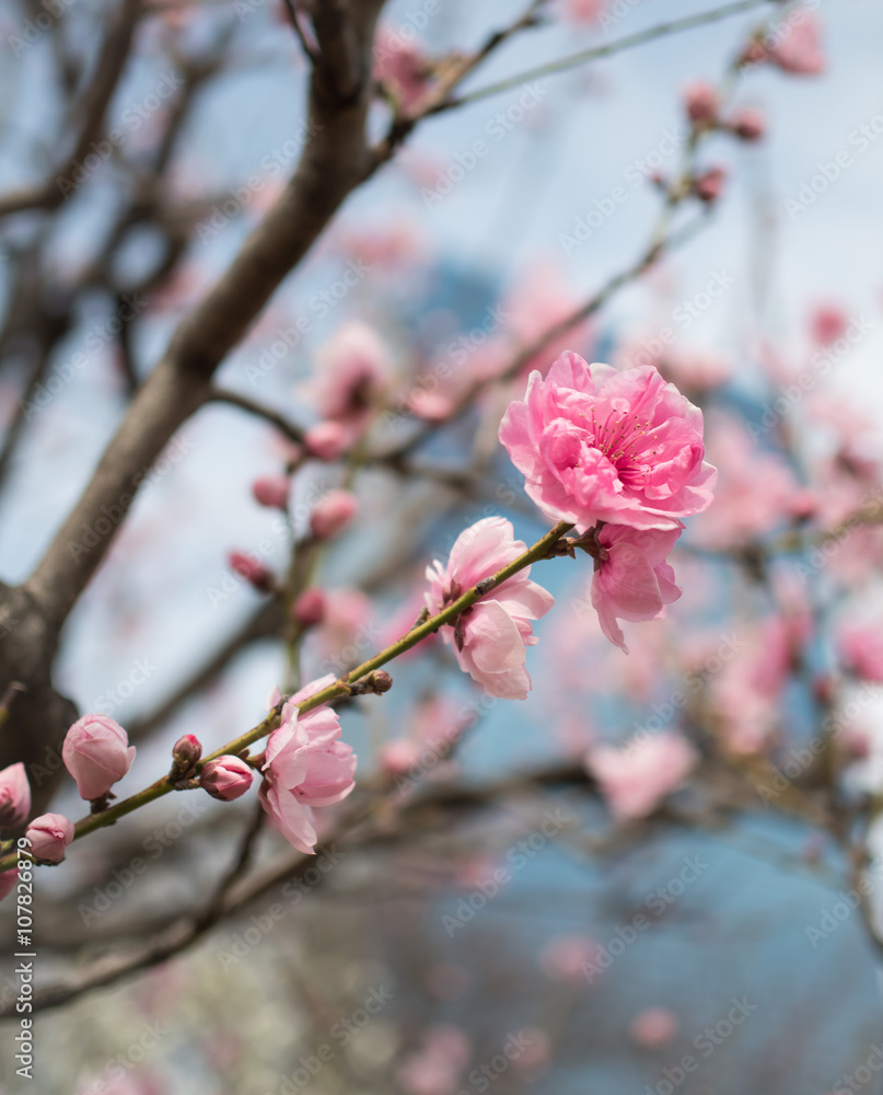 Beautiful Blooming pink plum blossom flower in springtime, Japan Beautiful Blooming pink plum blossom flower in springtime, Japan