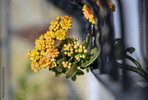 Fototapeta Naklejka Na Ścianę i Meble -  bunch of yellow flowers hanging out the window