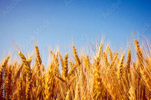 golden wheat field close up with blue sky