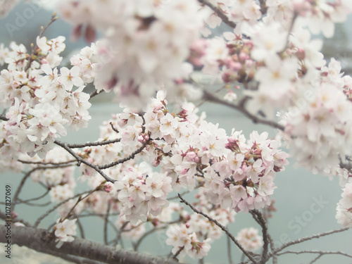 Beautiful blossom sakura flower in springtime, Japan ( Soft and Vintage tone color ) © jhk2303