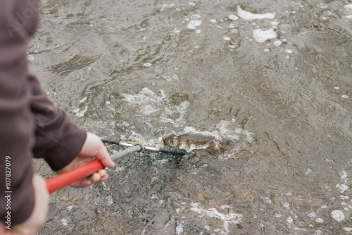 Anlandung von Bachforelle Angler mit Kescher photo