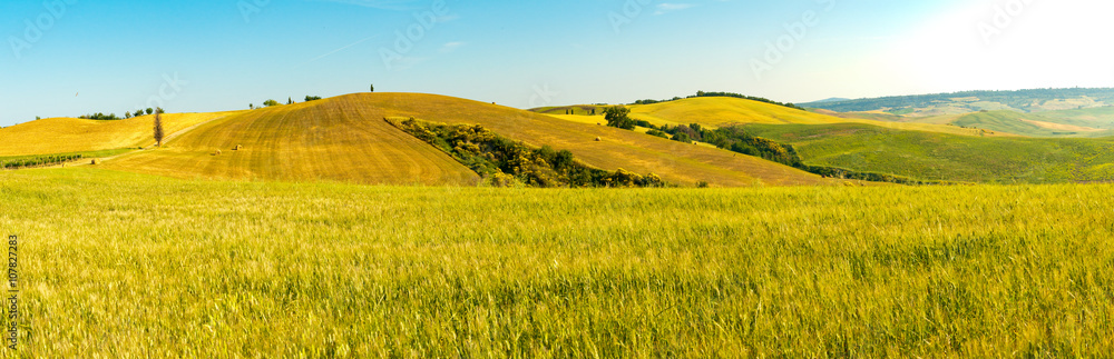 Fototapeta premium Tuscany wheat field hill in a sunny day