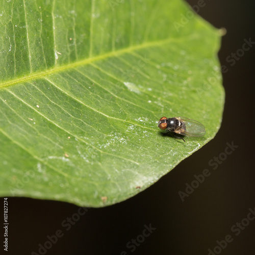 Fly perched on a leaf