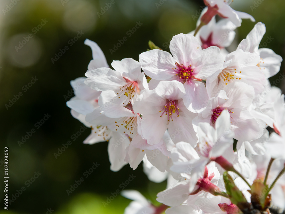 桜の花