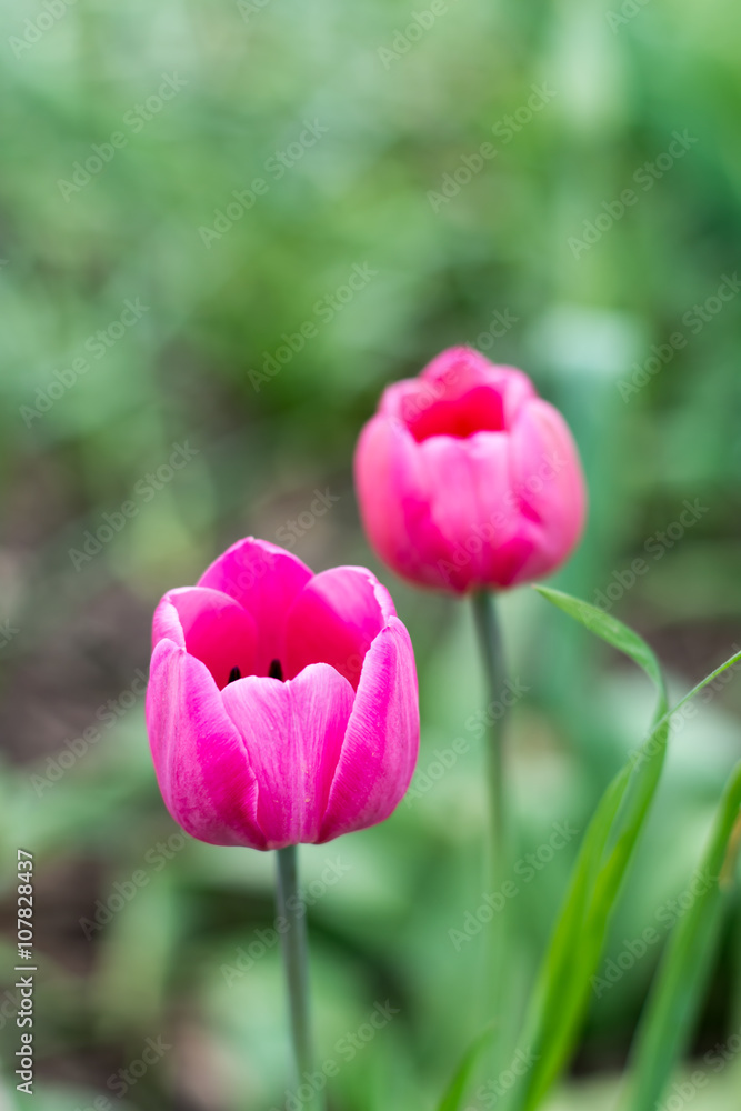 Pink tulips in shallow depth of field