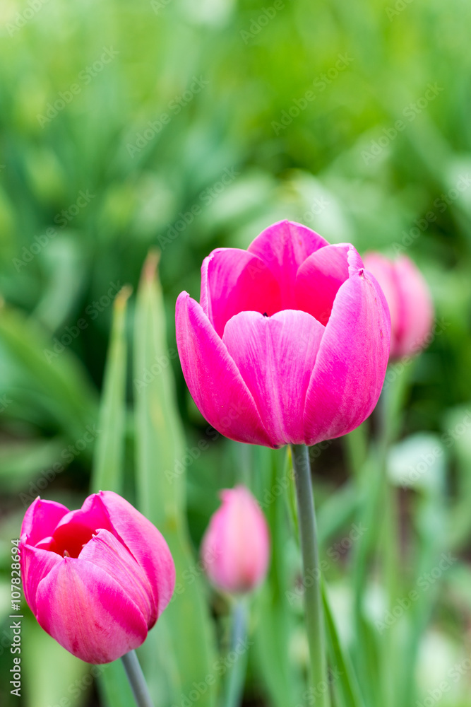 Pink tulips in shallow depth of field