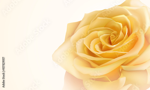 Realistic yellow rose