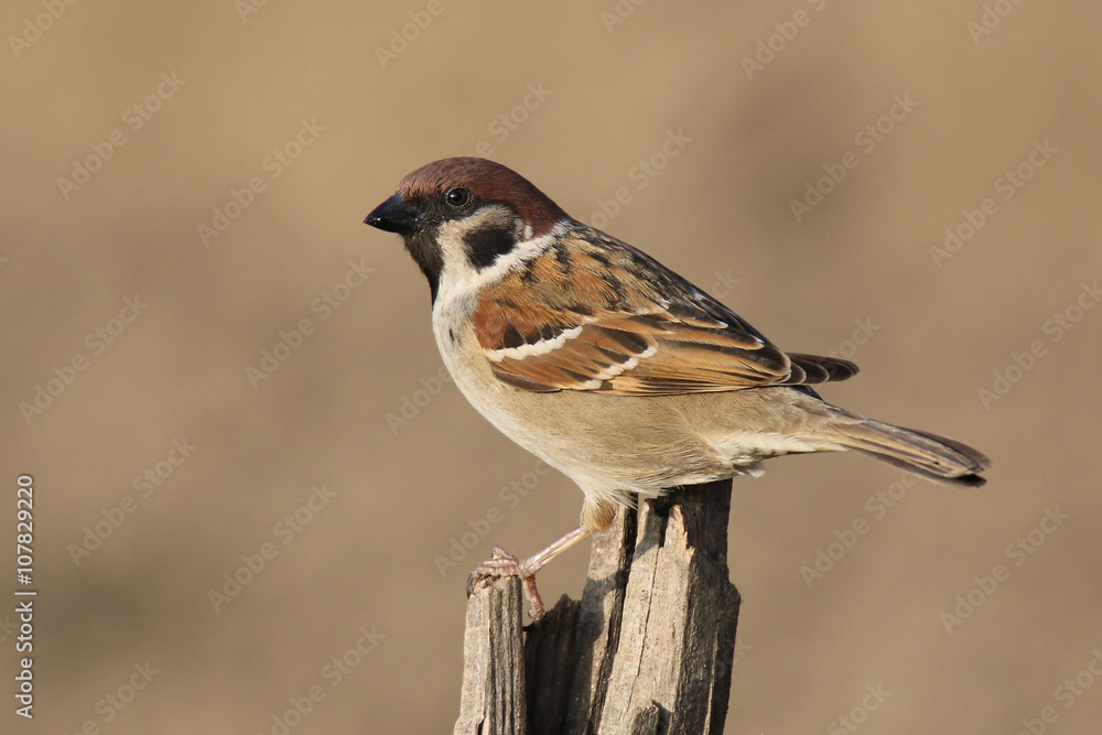 Naklejka premium Passer montanus