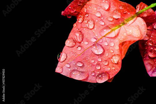 Dew bougainvillea pink flowers on an island in bright colors on a black background - stock image.
