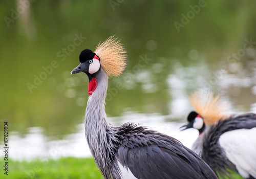 Two crowned crane on green grass