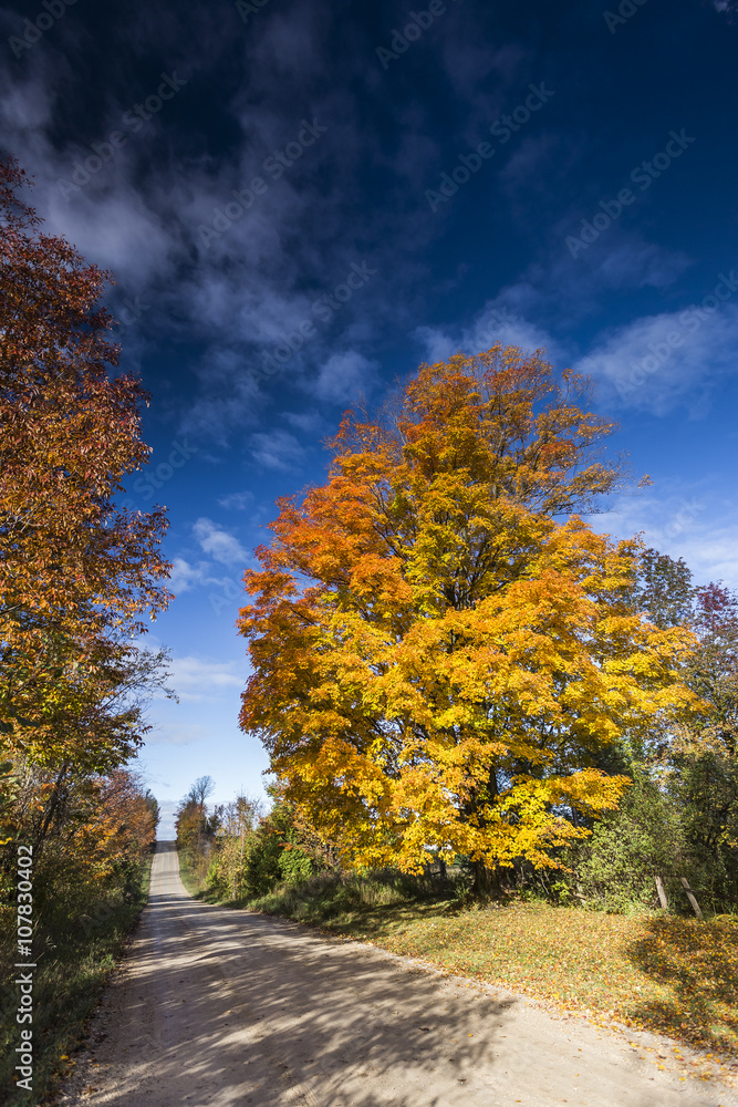 Fall Foliage on Beautiful Maple Trees