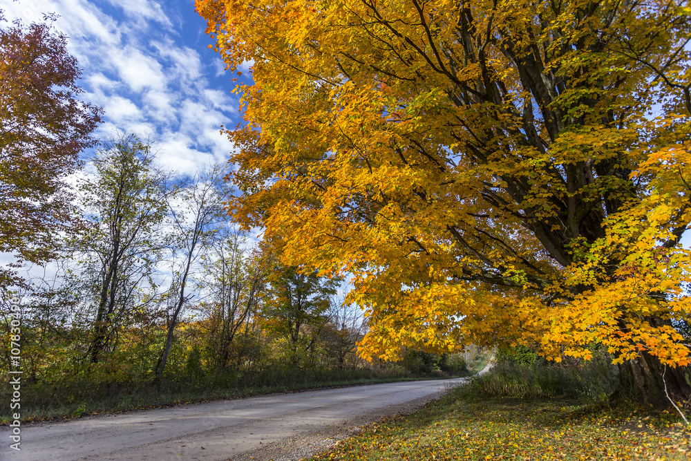 Naklejka premium Spadek liści na pięknych klonach