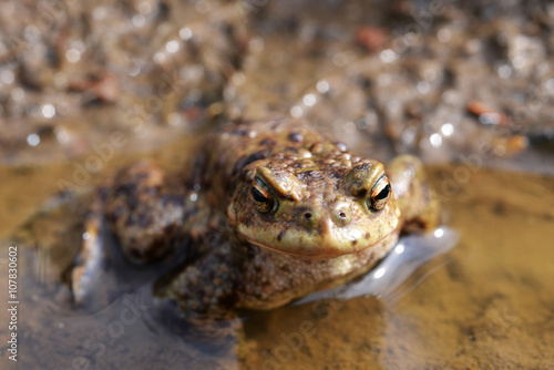 Toad, Bufo bufo, in a pond © vencav