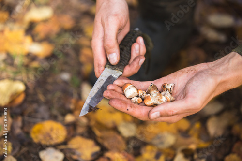 man gathering mushrooms in the woods