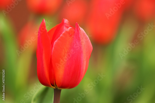 Red and yellow tulip bud. Macro