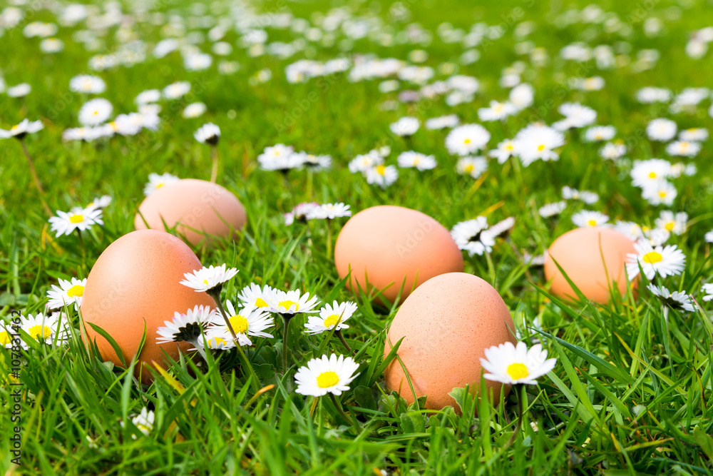 Chicken eggs in grass with daisies Chicken eggs in grass with daisies