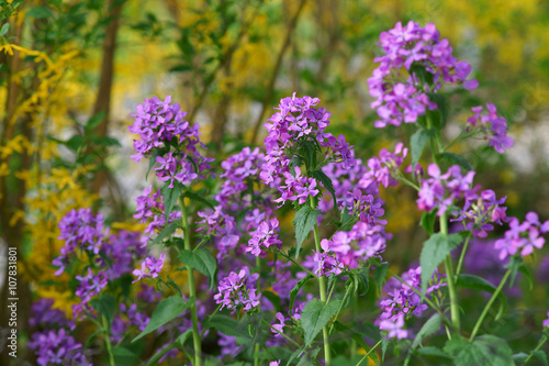 Lunaria annua in the spring garden