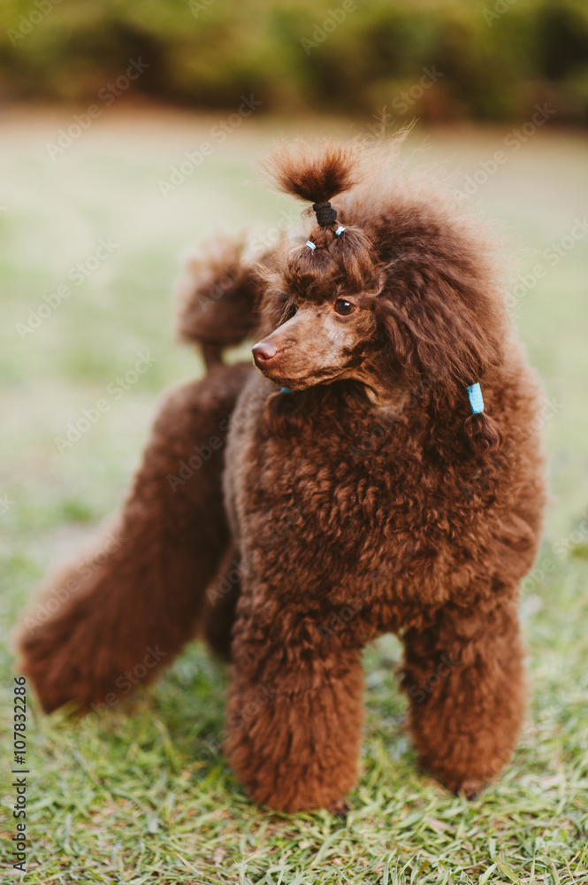 Happy brown poodle dog jumps and run on sunny day