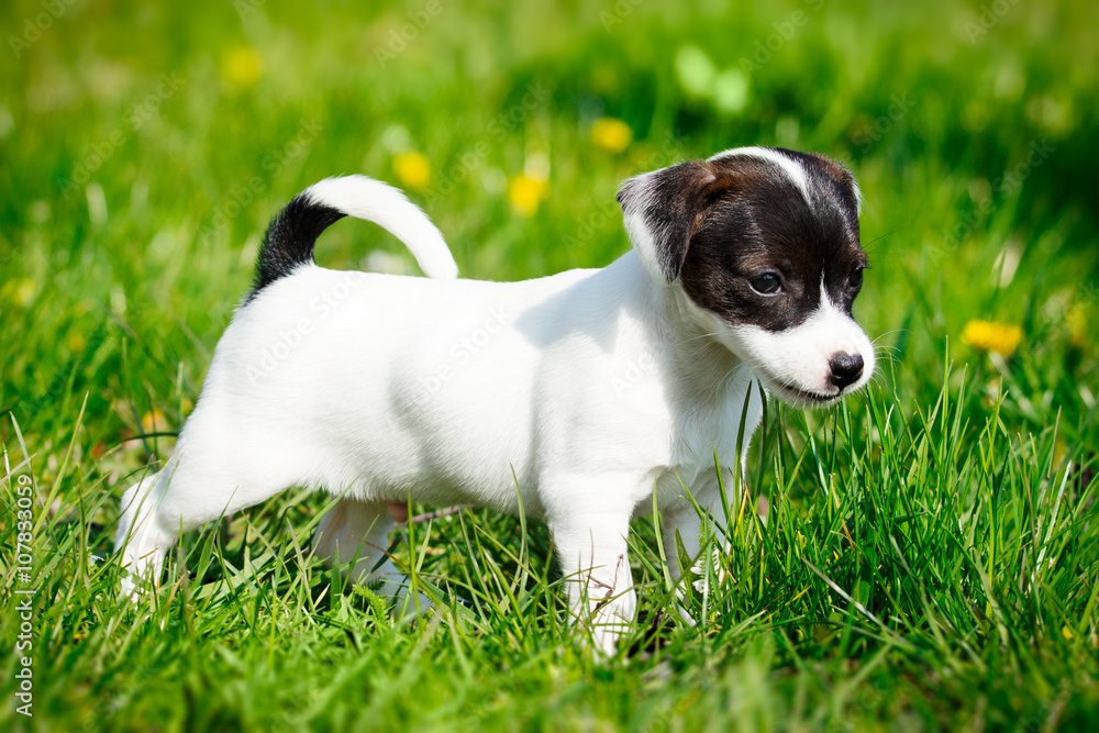Jack russell terrier in garden Jack russell terrier in garden
