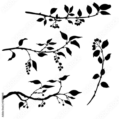Obraz na płótnie set of tree branches with leaves and berries