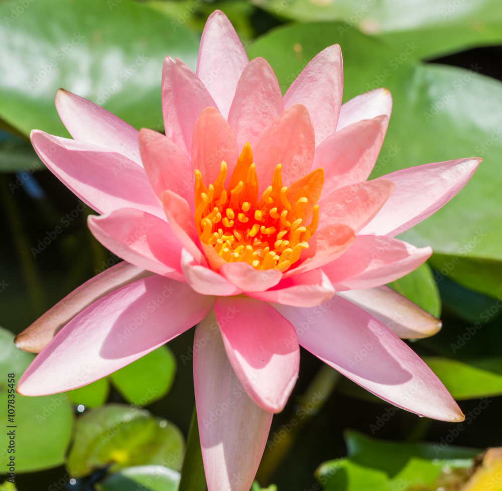 beautiful pink waterlily or lotus flower