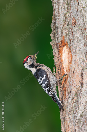 Lesser spotted woodpecker with worm at the entrance of its nest