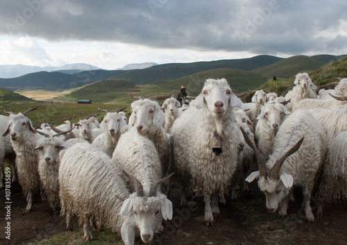 Obraz na płótnie Herd of Mohair Goats near Semonkong in Lesotho