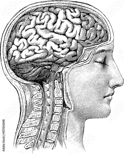 Vintage anatomical image human brain