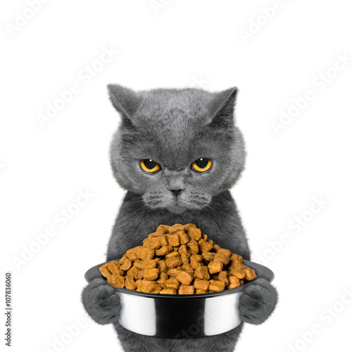 Fototapeta Naklejka Na Ścianę i Meble -  cat is hungry and keeps the food