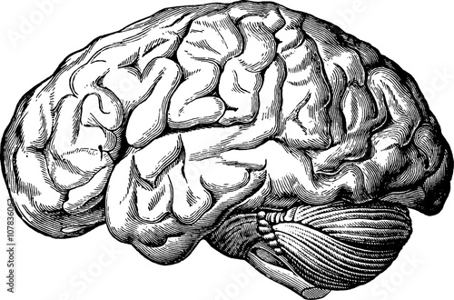 Vintage anatomical image human brain