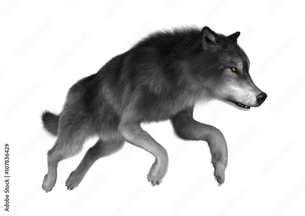 3D Illustration Gray Wolf on White 3D Illustration Gray Wolf on White