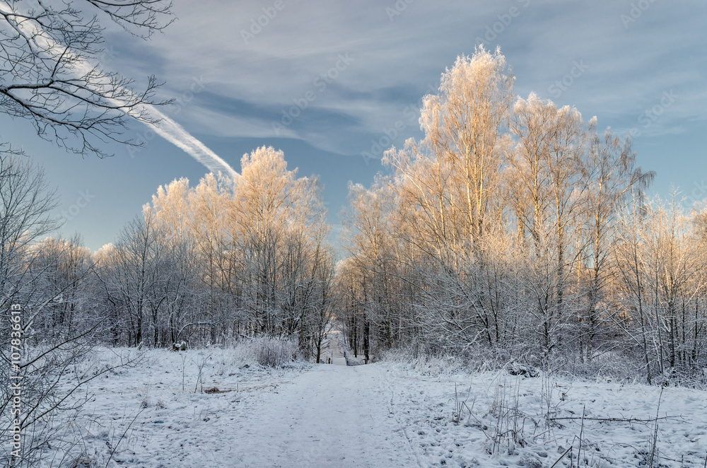 A scenery with birches at the foreground and a path leading to a faraway bridge at a very frosty winter day