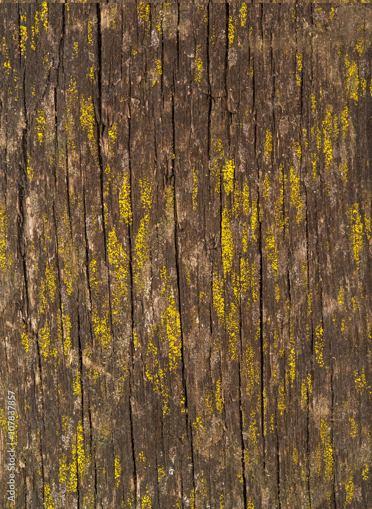 Obraz premium brown old texture