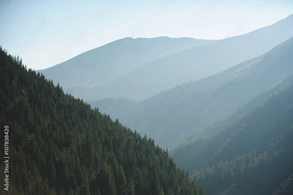 Obraz premium View on Pine Forest
