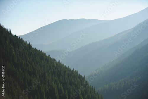 View on Pine Forest