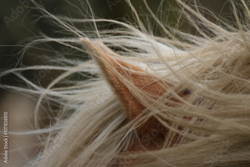 Pferd im Wind