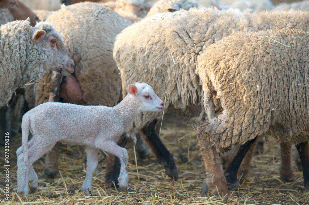 a white suffolk lamb, a few days old, standing near sheeps a white suffolk lamb, a few days old, standing near sheeps