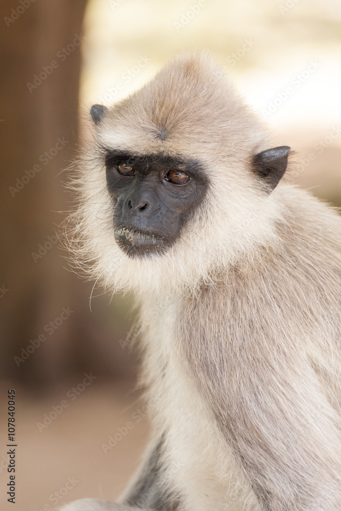 Monkey Sry lanka Monkey Sry lanka