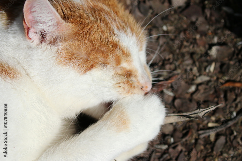 Katze Katze