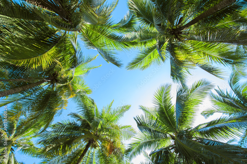 Dawn in the jungle. Palm trees Dawn in the jungle. Palm trees