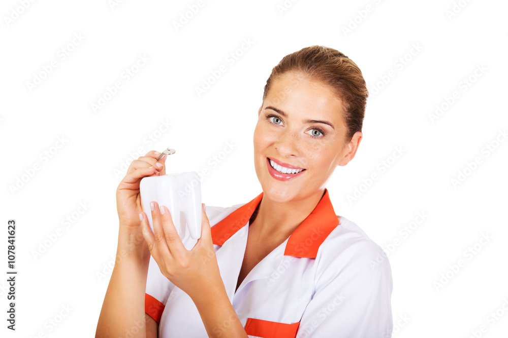 Young female dentist holding a tooth model and dental mirror Young female dentist holding a tooth model and dental mirror