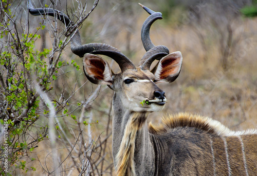 Head shot of a male Kudu's antlers photo